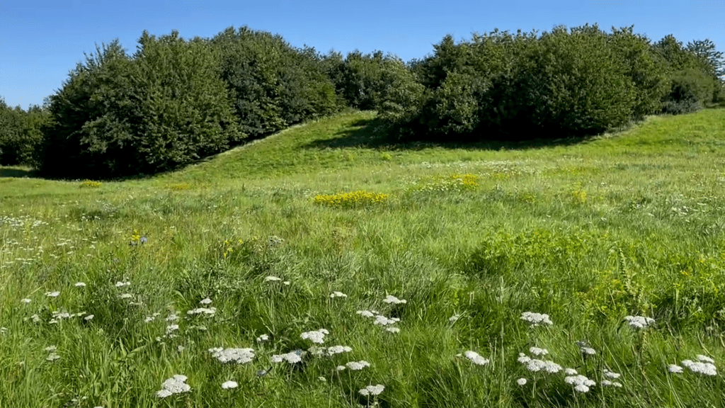 Tema: Udbud på slåning og opsamling af græs