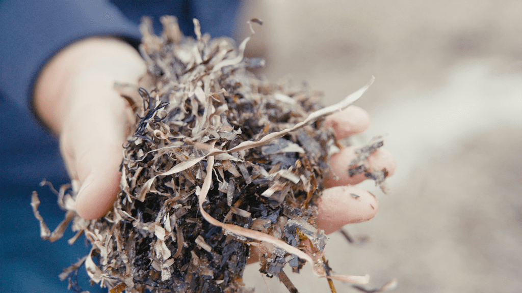 Tema: Biomasseværktøj